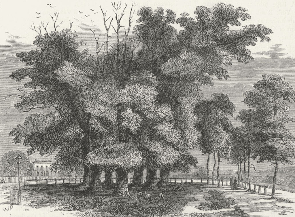 LONDON. Holloway. 7 Sisters, in 1830 1880 old antique vintage print picture